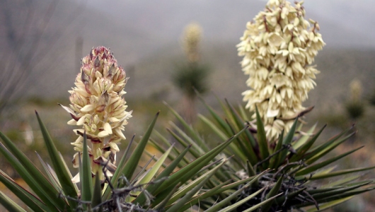 Sử dụng Yucca trong nuôi tôm