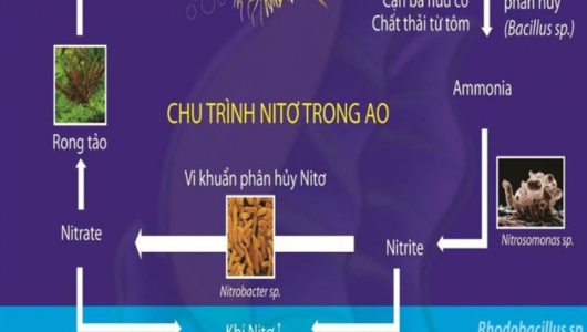 Chất lượng nước: 10 thông  số và 5 cách quản lý hiệu quả