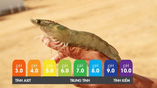 Quản lý pH ao nuôi mùa mưa