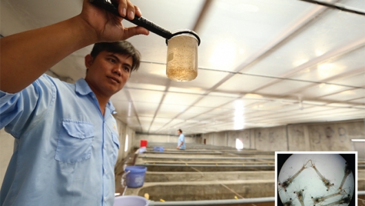 Kiểm tra các tiêu chí tôm giống