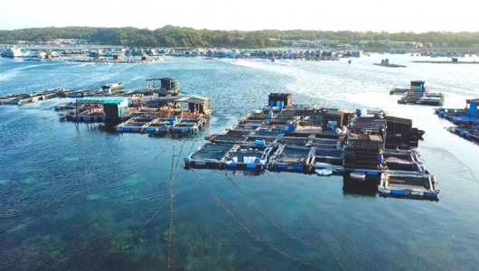 Nuôi biển công nghệ cao: Hướng đi tất yếu cho thủy sản Việt Nam phát triển bền vững