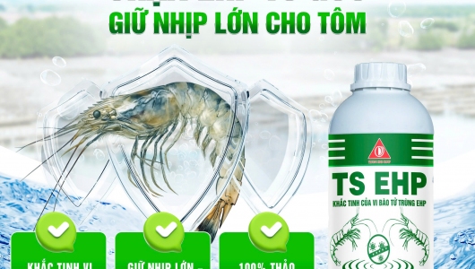 TS EHP – GIẢI PHÁP KIỂM SOÁT VI BÀO TỬ TRÙNG (EHP), BẢO VỆ TÔM KHỎE TỪ BÊN TRONG