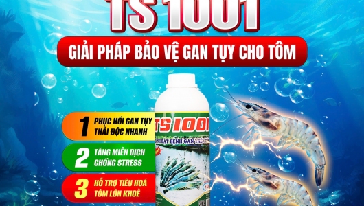 TS 1001 – Bí Quyết Bảo Vệ Gan Tụy Toàn Diện, Giúp Tôm Khỏe Mạnh, Mau Lớn