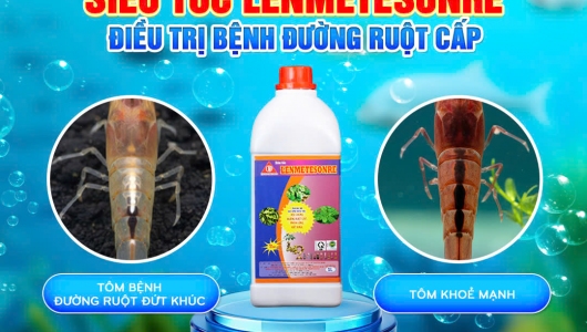 CÁCH TRỊ DỨT ĐIỂM TÔM ĐỨT KHÚC, LỎNG RUỘT VỚI SIÊU TỐC LENMETESONRE