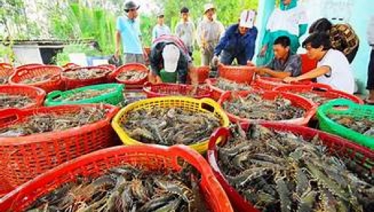 XUẤT KHẨU THỦY SẢN VIỆT NAM TĂNG 13% TRONG THÁNG 1 NĂM 2026