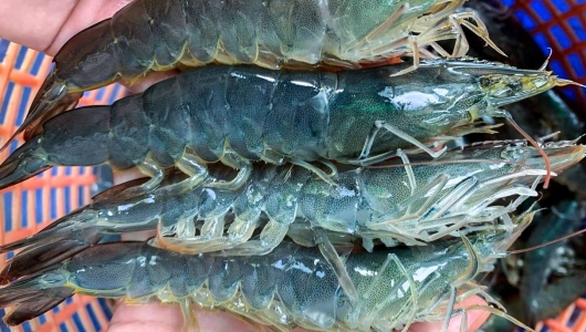 NGHÀNH TÔM 2026: LINH HOẠT VƯỢT SÓNG - CƠ HỘI CHO NGƯỜI BIẾT CHUYỂN MÌNH