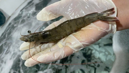 Biến động Trung Đông: Thách thức và 