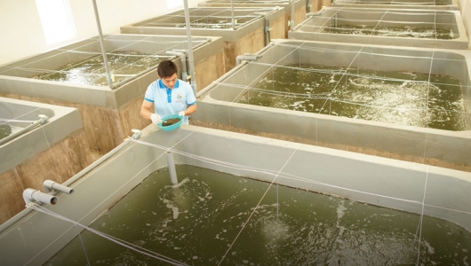 QUY TRÌNH KIỂM SOÁT AN TOÀN SINH HỌC TRONG SẢN XUẤT TÔM GIỐNG CHẤT LƯỢNG CAO