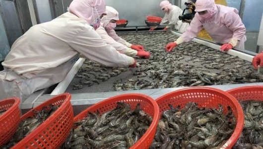 CHUYỂN ĐỘNG THỊ TRƯỜNG: ĐẾM NGƯỢC LỆNH 280 CỦA TRUNG QUỐC – DOANH NGHIỆP THỦY SẢN PHẢI HÀNH ĐỘNG NGAY!