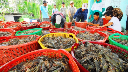 GIÁ TÔM PHỤC HỒI – BÀ CON PHẤN KHỞI TÁI VỤ ĐÓN MÙA THẮNG LỢI