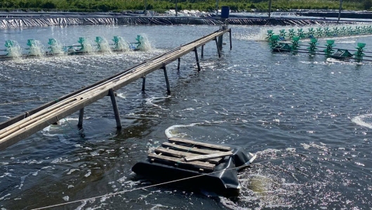 Tôm Nổi Đầu Vào Sáng Sớm – Dấu Hiệu Cảnh Báo Ao Nuôi Đang Thiếu Oxy
