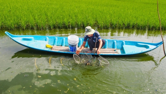 Nuôi Tôm Sú Trên Nền Đất Lúa: Mô Hình Bền Vững Mang Lại Hiệu Quả Kinh Tế Cao