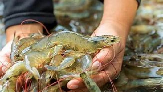 PHÓ THỦ TƯỚNG CHÍNH PHỦ CHỈ ĐẠO THÁO GỠ RÀO CẢN, KHƠI THÔNG NGUỒN LỰC CHO DOANH NGHIỆP THỦY SẢN BỨT PHÁ