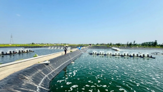 Tăng cường an toàn sinh học trong vùng nuôi tôm