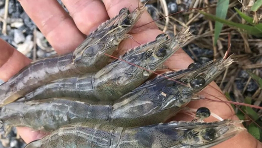 SIẾT CHẶT QUẢN LÝ THUỐC THÚ Y THỦY SẢN – NỀN TẢNG CHO NGÀNH THỦY SẢN PHÁT TRIỂN BỀN VỮNG