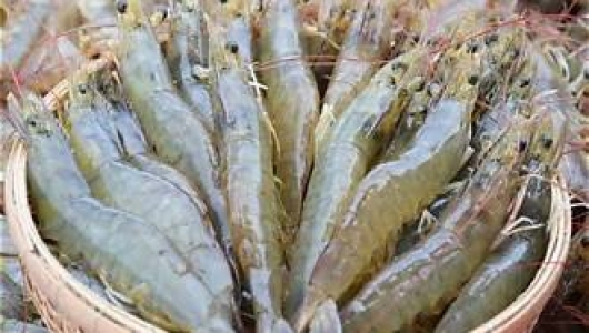 4 NGUYÊN NHÂN CHÍNH GÂY CHẾT SỚM Ở TÔM – GIẢI PHÁP GIÚP NGƯỜI NUÔI GIẢM RỦI RO NGAY TỪ ĐẦU VỤ