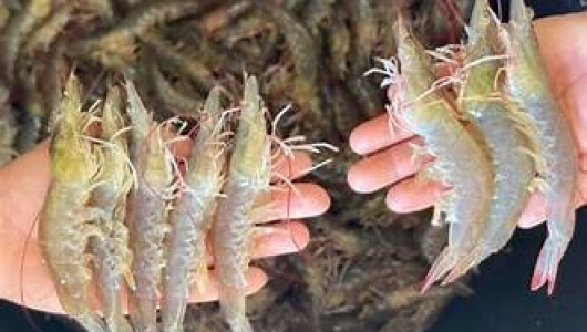 6 CƯỜNG QUỐC TÔM THẺ CHÂN TRẮNG: CUỘC ĐUA CÔNG NGHỆ, CHẤT LƯỢNG VÀ GIÁ TRỊ GIA TĂNG