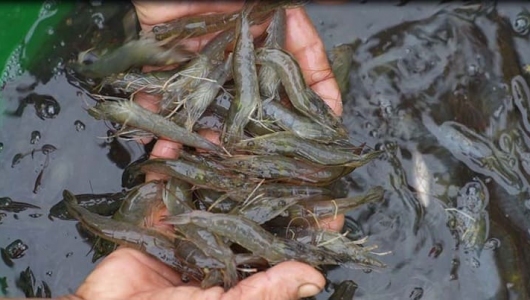HỘI KHKT THÚ Y VIỆT NAM KIẾN NGHỊ THÁO GỠ VƯỚNG MẮC TRONG QUẢN LÝ SẢN PHẨM THỦY SẢN