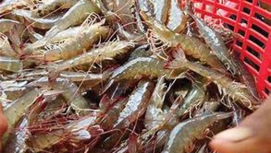 GIÁ TÔM NGÀY 15/10/2026: THỊ TRƯỜNG BIẾN ĐỘNG TRÁI CHIỀU, TÔM SÚ CỠ 25 ĐẠT 115.000 ĐỒNG/KG