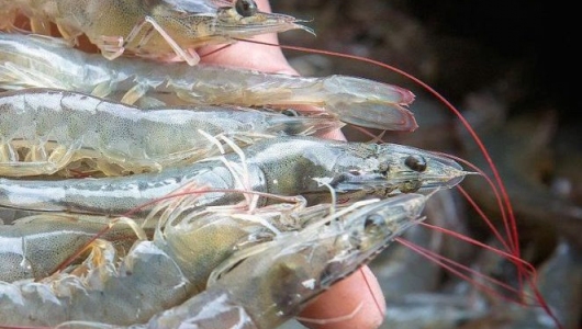 DINH DƯỠNG CHO TÔM GIAI ĐOẠN LỘT XÁC: BÍ QUYẾT GIÚP TÔM CỨNG VỎ NHANH, HẠN CHẾ HAO HỤT