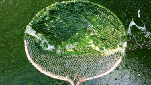 Kiểm soát các loại tảo gây hại trong ao nuôi