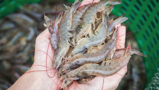 Biến cố thủy sản toàn cầu