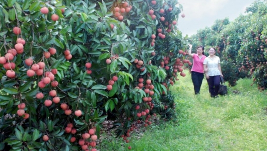 Bắc Giang: 50 ha vải thiều được cấp mã vùng đủ điều kiện xuất khẩu sang Nhật Bản