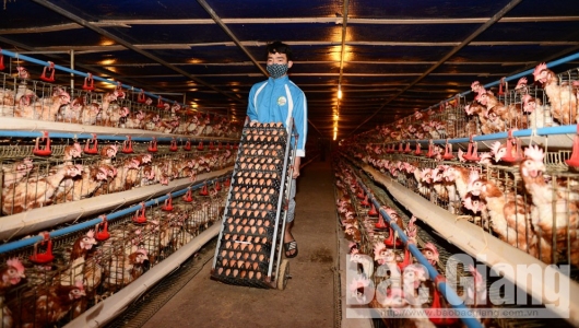 Giá vịt thịt chỉ còn 25.000 đồng/kg, lãi 