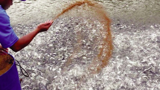 Long An: Nhiều hộ nuôi cá tra thua lỗ