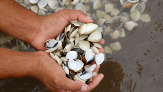 Hà Tĩnh Thiệt hại hàng chục tỷ đồng vì ngao chết bất thường