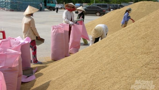 Giá gạo xuất khẩu tăng mạnh