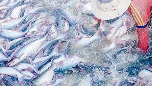 Tổng sản lượng thủy sản tháng 1 năm 2020 tăng 1,7%