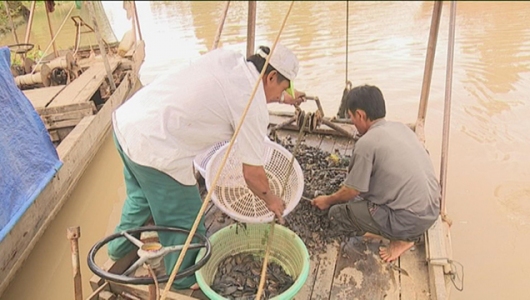 Đồng Tháp: Người dân Tam Nông vào mùa cào hến