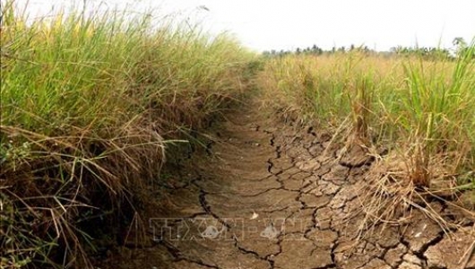 Long An: Người dân lao đao trong mùa hạn mặn
