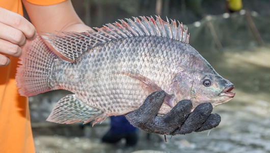 “Khơi thông” tiềm năng cá rô phi
