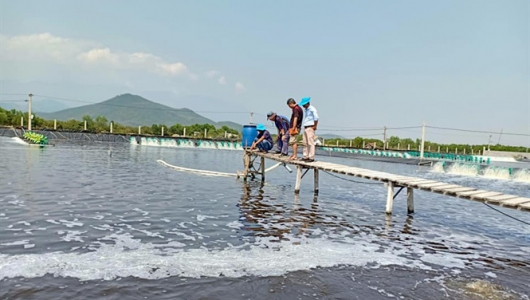 Nuôi tôm chi phí thấp, lợi nhuận cao