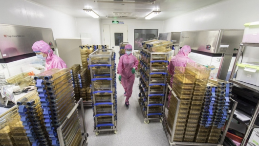 Trung Quốc bán chuột biến đổi gen với giá 17.000 USD/cặp, mở ra thị trường tỷ USD mới