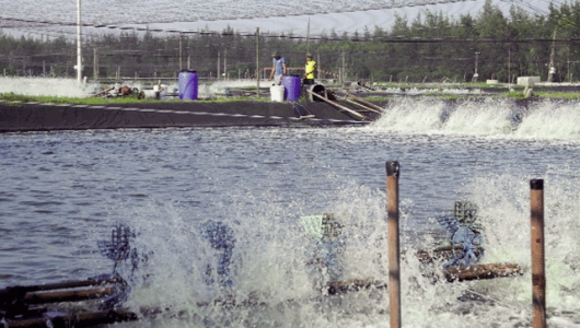 Giải pháp ổn định ôxy hòa tan trong ao