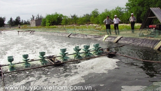 Chăm sóc đàn tôm nuôi chính vụ