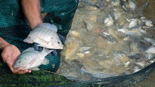 Một số phát hiện mới trên cá rô phi