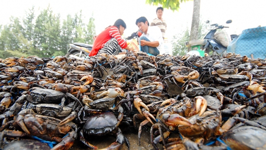 ĐBSCL: Cua đồng giá cao không đủ bán