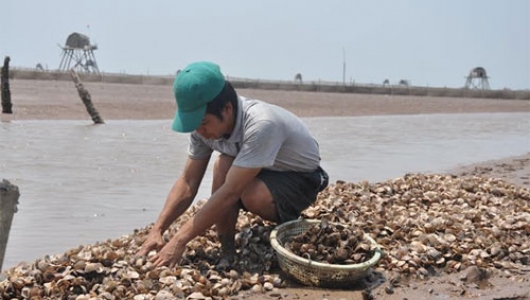 Thái Bình: Khuyến cáo không thả lại ngao giống