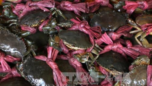 Trà Vinh: Giá cua biển tăng cao