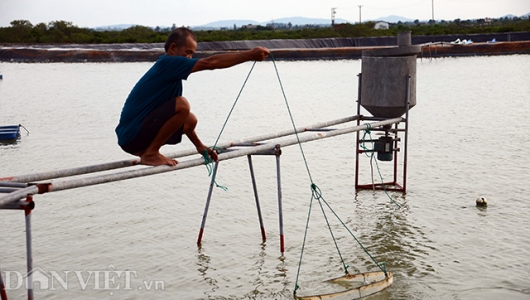 Trung Quốc siết nhập khẩu: Hàng trăm hộ nuôi tôm Móng Cái lao đao