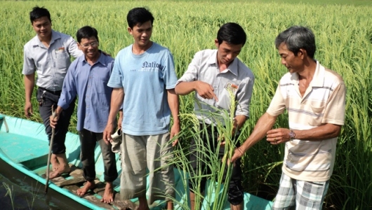 Giống lúa chủ lực cho ĐBSCL: Ưu tiên giống lúa thích ứng biến đổi khí hậu