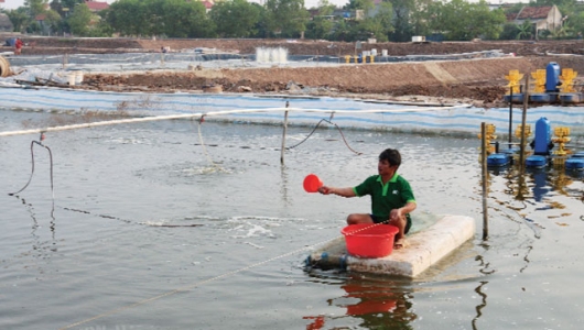 Quản lý pH hiệu quả trong ao tôm