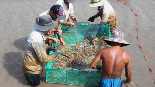 Trà Vinh: Hiệu quả từ mô hình nuôi tôm càng xanh toàn đực bẻ càng