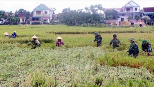 Thừa Thiên - Huế khẩn trương thu hoạch lúa Hè Thu tránh ngập úng do mưa bão