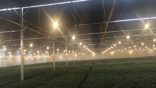 Đèn Led chuyên dụng cho cây hoa cúc