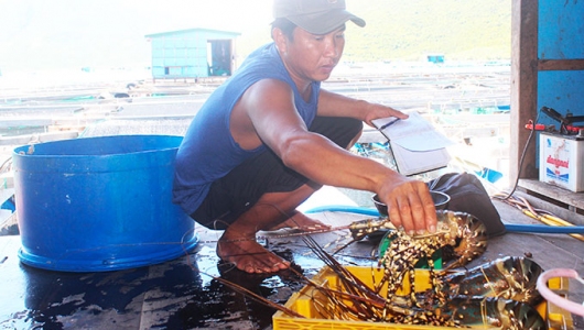 Xuất khẩu tôm hùm gặp khó